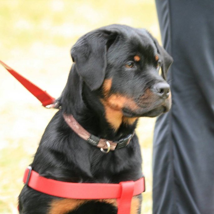 11958203_10204945178294050_5284662497041651172_o