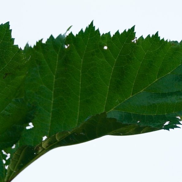 magni_haukar_2021_saevar-11